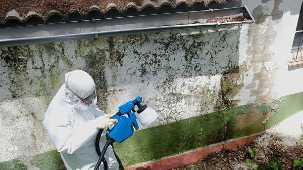 Top rated local Basement Mold Removal specialists in Poolesville, MD